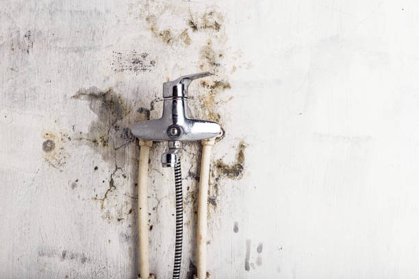 Best Emergency Mold Removal  in Camdenton, MO