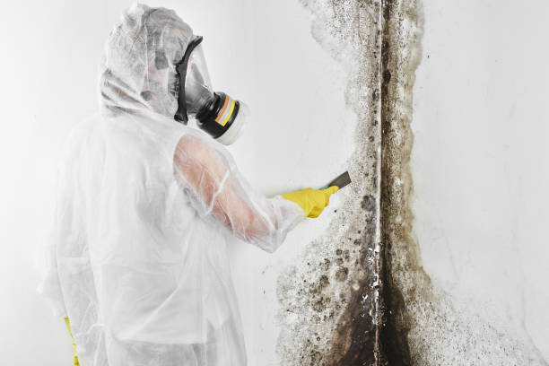 Mold Testing and Removal in Camdenton, MO