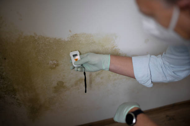 Best Residential Mold Removal  in Camdenton, MO