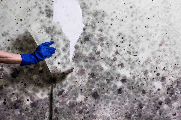 Best Best Mold Removal Companies  in Camdenton, MO