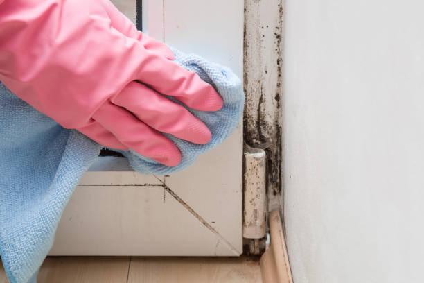 Best Mold Inspection  in Camdenton, MO