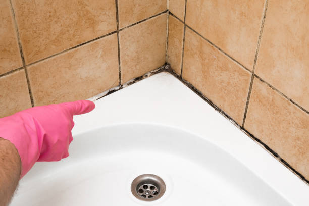 Office Mold Removal Services in Camdenton, MO